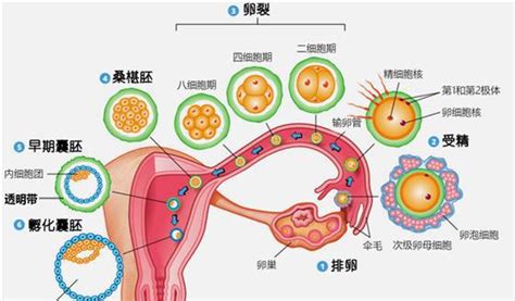 上海添一代怀孕