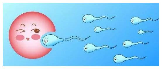 上海借卵试管代怀
