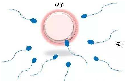 上海代怀孕
