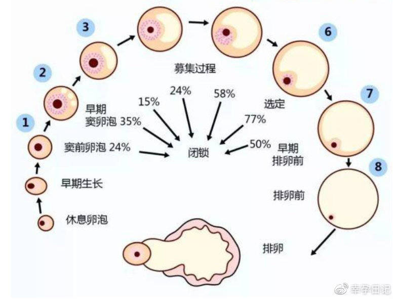 上海试管婴儿