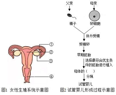 上海专业代怀孕机构
